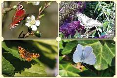Dieren-DGZ