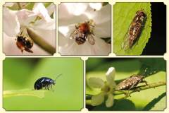 Dieren-DGZ2