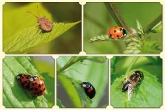 Dieren-DGZ3