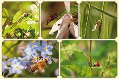 Dieren-DGZ4