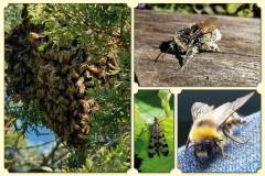 Dieren-DGZ5